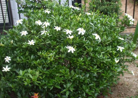 ａ庭 クチナシ.jpg