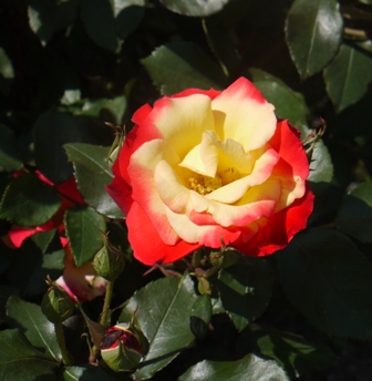 bバラチャールストン 011.jpg