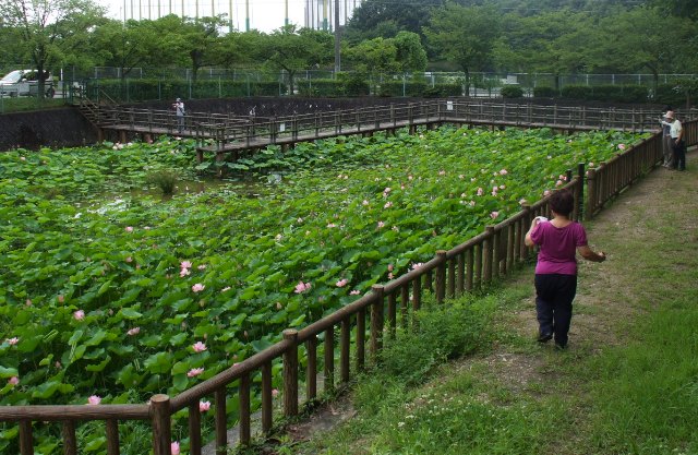 090711蓮池03.jpg
