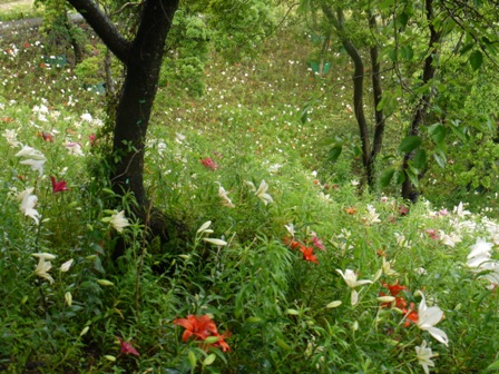 a可睡ゆりの園 08山2.jpg