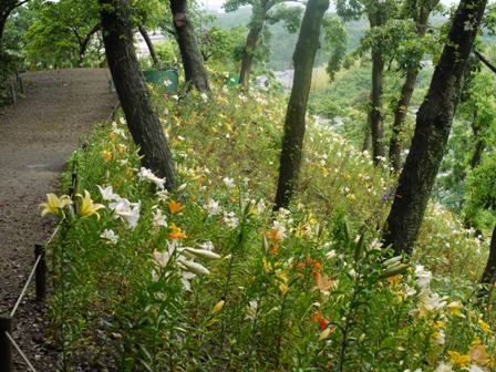 a可睡ゆりの園 09山3.jpg