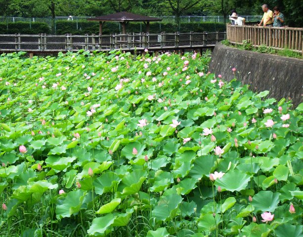 090711蓮池04.jpg