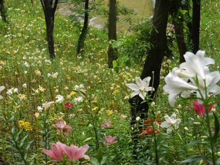 a可睡ゆりの園 10山4.jpg