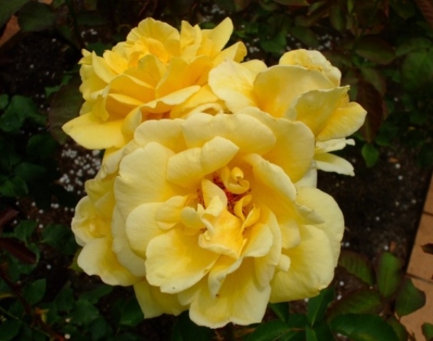 090609bバラ いなの.jpg