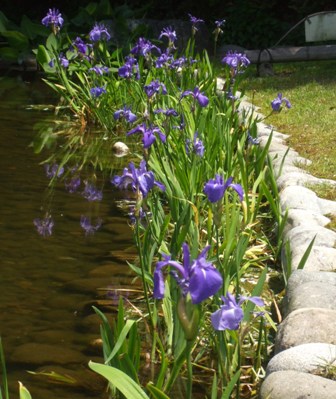 徳川園 27カキツバタ.jpg