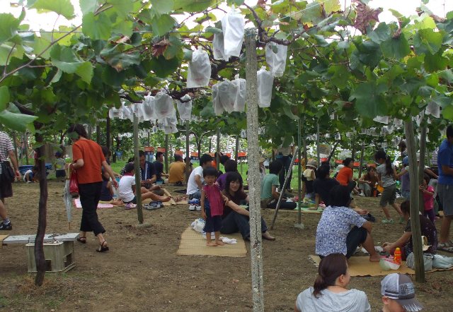 葡萄狩り 005.jpg