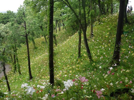 a可睡ゆりの園 11山5.jpg
