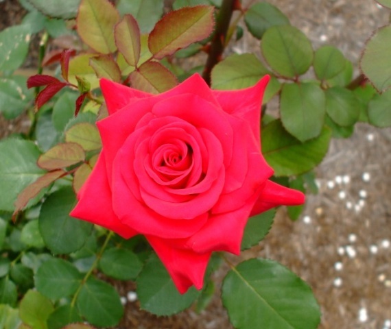 090609bバラ ガーディナル.jpg