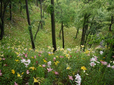 a可睡ゆりの園 12山6.jpg