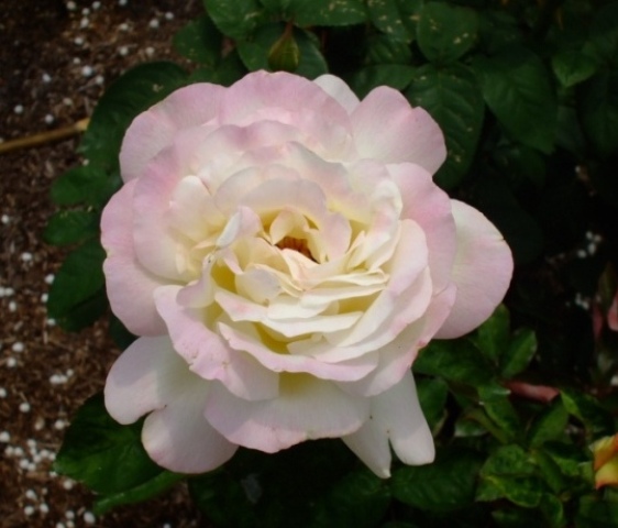 090609bバラ ガーデンパ.jpg