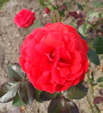 フガ 30グラス・アン・マイエンクル.jpg