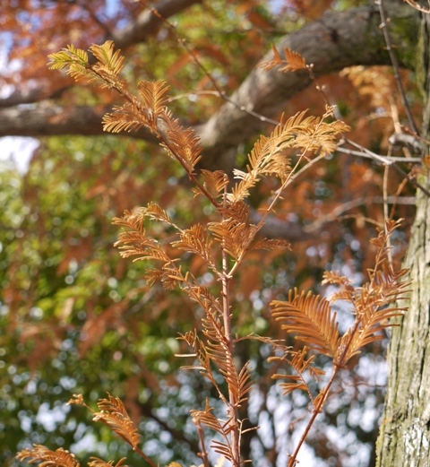 12月6日 003拡大.jpg