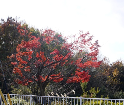 12月6日 004水辺.jpg