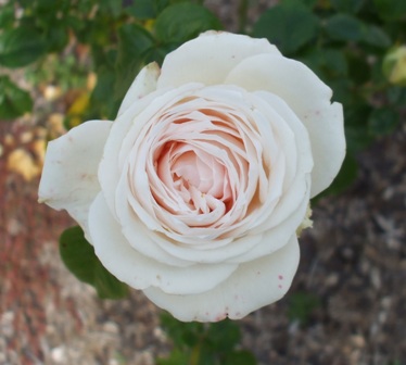 フガ 30スノーダイアモンド.jpg