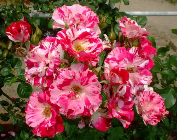 090609bバラ ポール・ビー.jpg