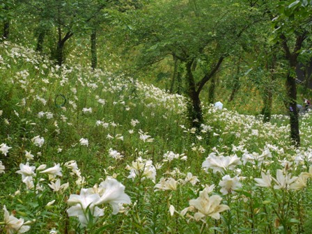 a可睡ゆりの園 14山7.jpg