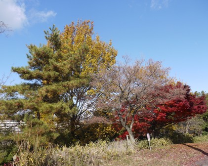 12月6日 005水辺.jpg