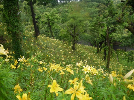 a可睡ゆりの園 15山8.jpg