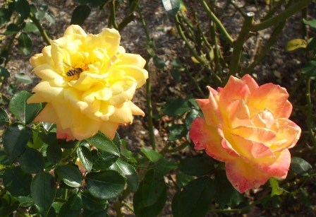 フガ 30トロピカルシャーベット.jpg