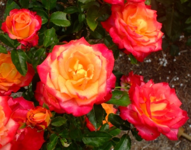 090609bバラ マインミュンヘン.jpg