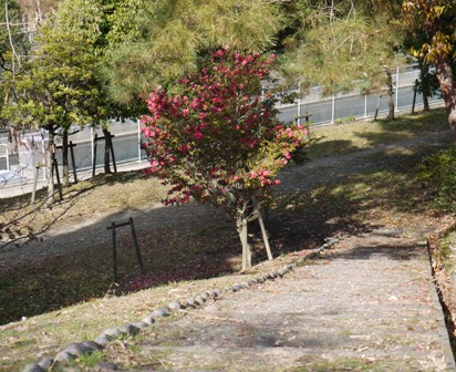 12月6日 006水辺.jpg