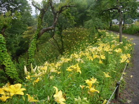 a可睡ゆりの園 16山9.jpg