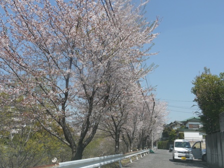 a桜 001.jpg