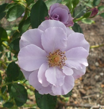 フガ 30ペーパームーン.jpg