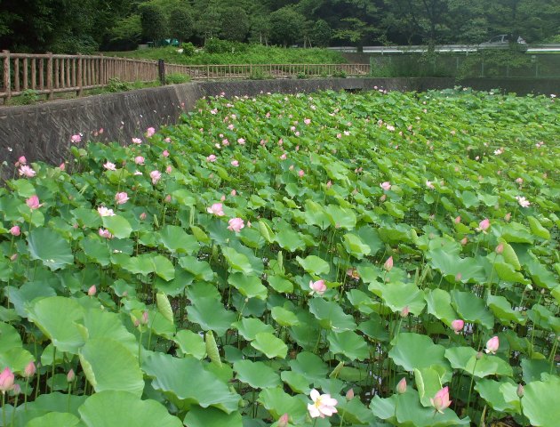 090711蓮池11.jpg