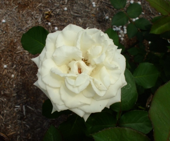 090609bバラ マウンド.jpg