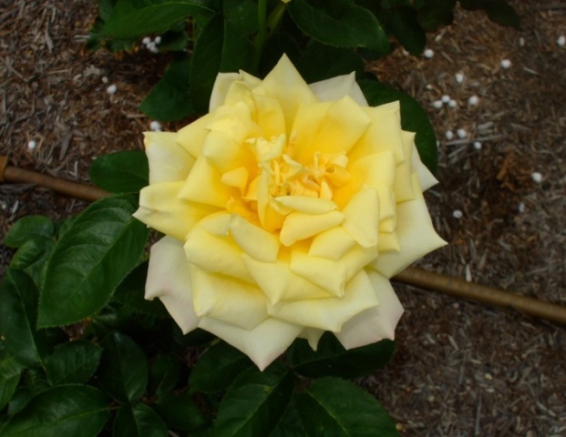 090609bバラ 天津乙女.jpg