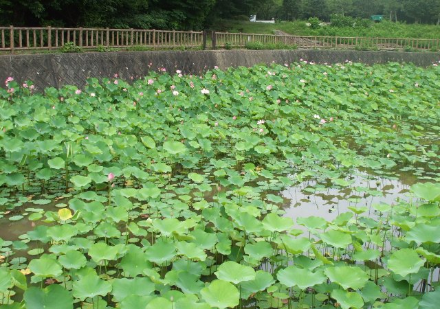 090711蓮池12.jpg