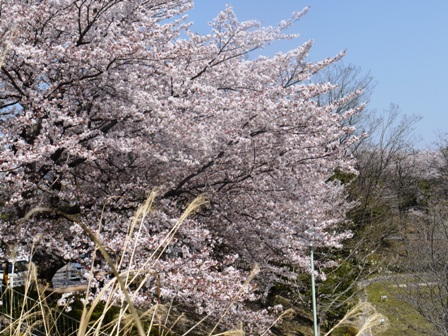 a桜 003.jpg