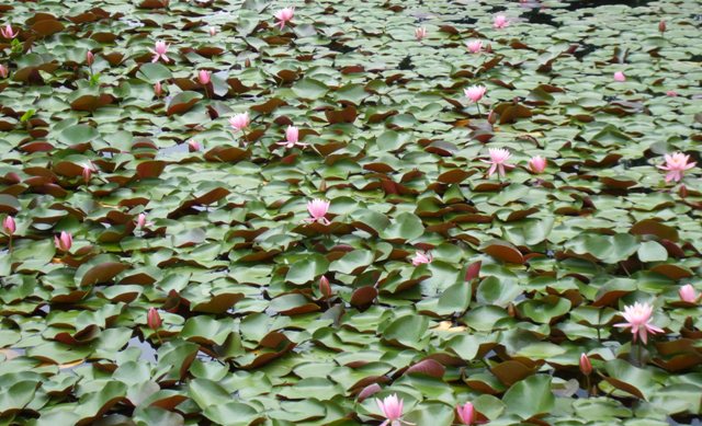 090715湿原植物園02ハス.jpg