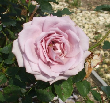 フガ 30モルフォ.jpg