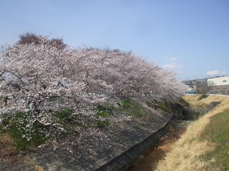ａ桜 025.jpg