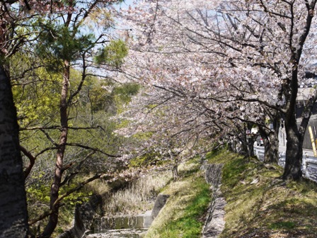 a桜 005.jpg