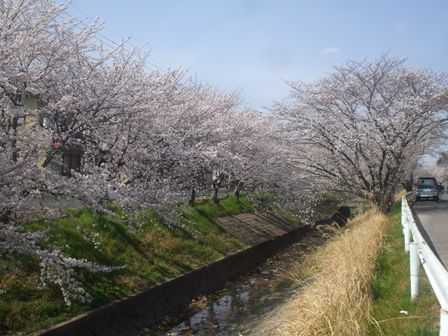 ａ桜 026.jpg