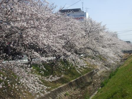 ａ桜 028.jpg