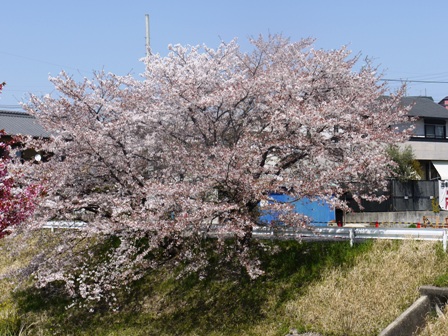 a桜 008.jpg