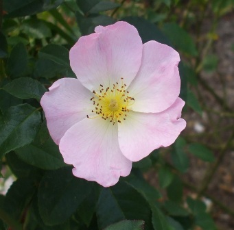 フガ 30小春日和.jpg