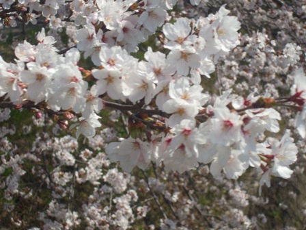 ａ桜 029.jpg