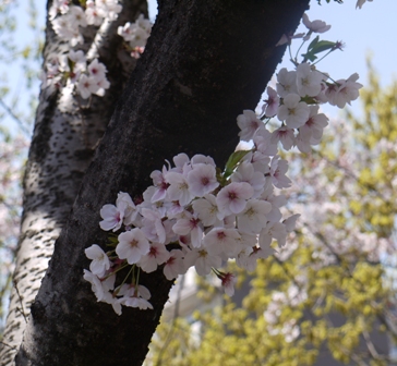 a桜 006.jpg