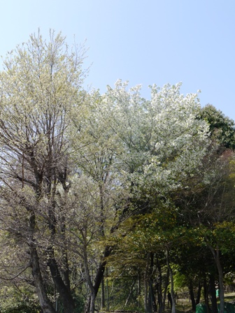 a山桜 002.jpg