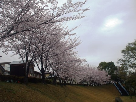ａ桜 002.jpg