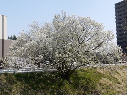 a山桜 007.jpg