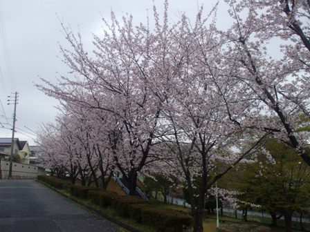 ａ桜 003.jpg
