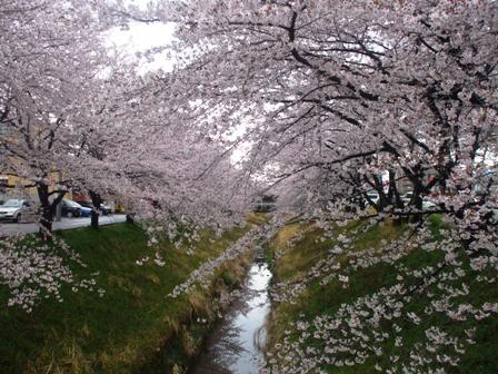 ａ桜 004.jpg