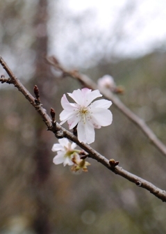 1四季桜3.jpg
