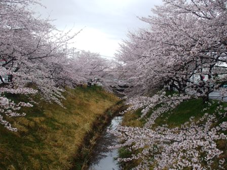 ａ桜 005.jpg